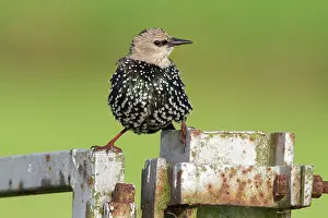 Eemland: Common Starling