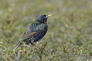 Zandvoort: Common Starling