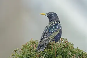 Zandvoort: Common Starling