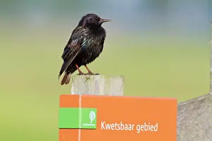 Zeevang: Common Starling
