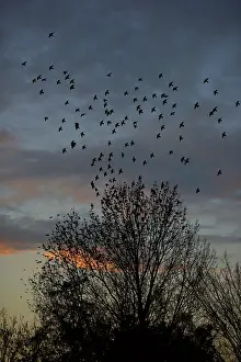 Decreasing: Common Starling