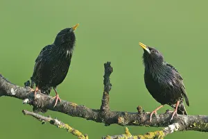 Suha: Common Starling