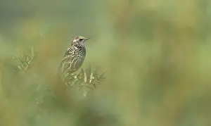 Molting: Common Starling