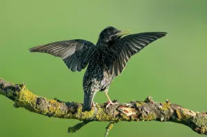 Kapitan: Common Starling