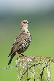 Barbed: Common Starling