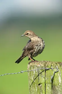 Barbed: Common Starling