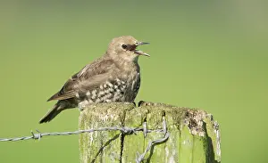 Barbed: Common Starling