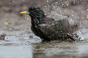 Lutjewinkel: Common Starling