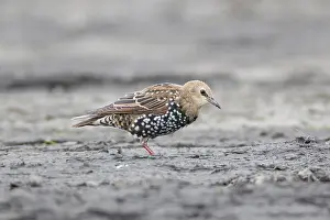 Putten: Common Starling