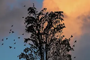 Perching: Common Starling