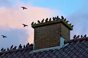 Perching: Common Starling