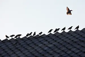 Perching: Common Starling
