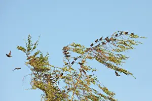 Perching: Common Starling