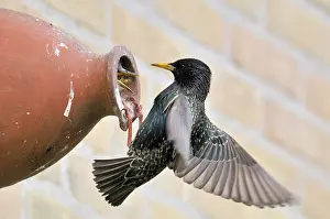 Starling: Common Starling