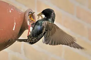Starling: Common Starling