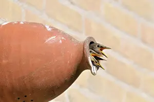 Starling: Common Starling