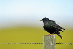 Wire: Common Starling