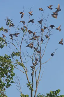 Starling: Common Starling