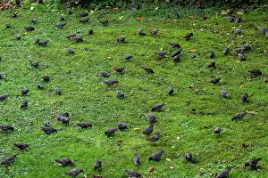 Starling: COMMON STARLING