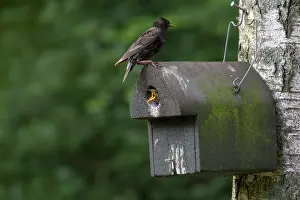 Birdhouse: Common Starling adult in front of its nesting