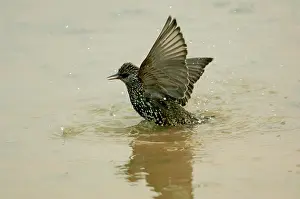 Puddles: Common Starling - bathing in puddle