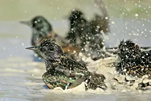 Puddles: Common Starling - bathing in rain puddle