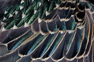 Iridescence: Common Starling, close - up study showing the iridescence