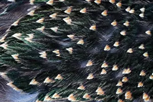 Study: Common Starling, close - up study showing the iridescence