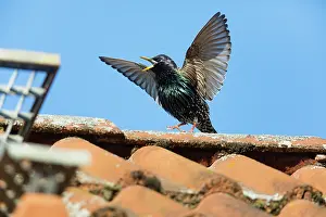 Rooftop: Common Starling, courtship displaying from rooftop