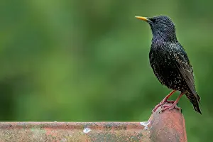 Tile: Common starling, European Starling (Sturnus vulgaris)