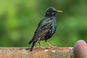 Tile: Common starling, European Starling (Sturnus vulgaris)