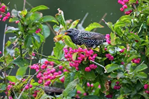Starlings: Common Starling, feeding on berries of Spindle