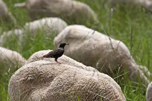 Absurd: Common Starling feeding on sheep France