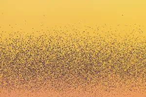 Starling: Common Starling flock