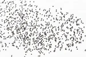 Starling: Common Starling flock