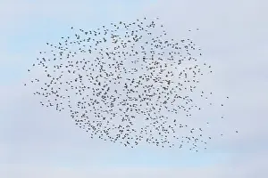 Starling: Common Starling flock