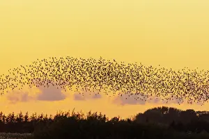 Starling: Common Starling flock