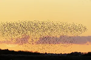 Starling: Common Starling flock