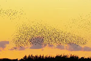 Starling: Common Starling flock