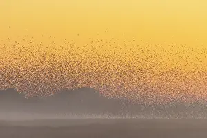 Starling: Common Starling flock