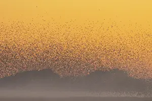 Starling: Common Starling flock