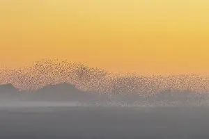 Starling: Common Starling flock