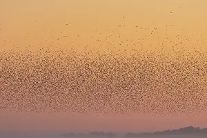 Starling: Common Starling flock