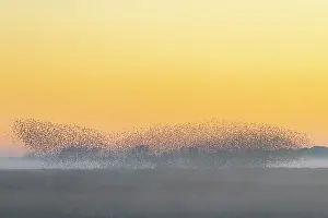 Starling: Common Starling flock