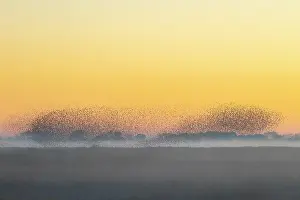 Starling: Common Starling flock