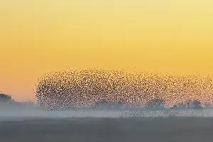Starling: Common Starling flock