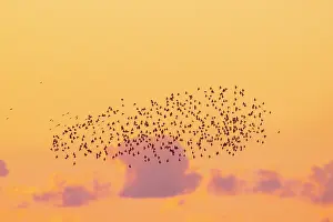 Starling: Common Starling flock