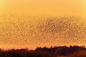 Starling: Common Starling flock
