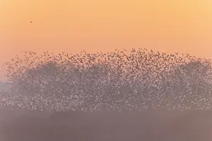 Starling: Common Starling flock