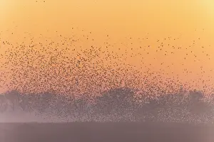 Starling: Common Starling flock